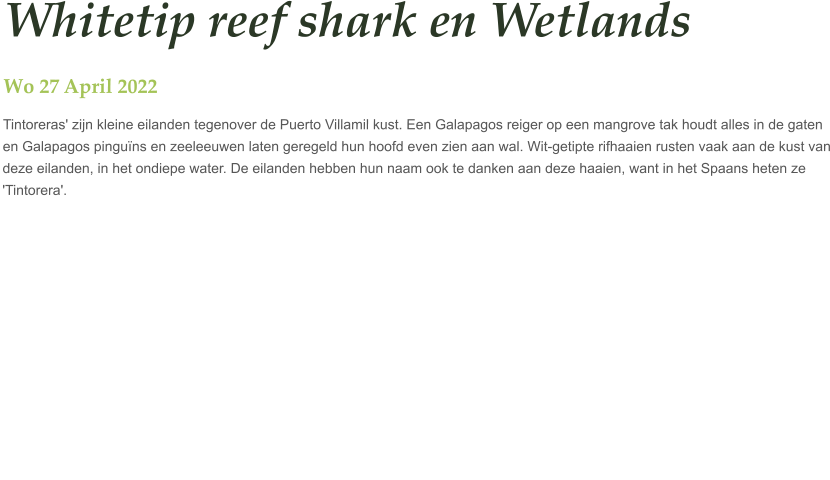 Whitetip reef shark en Wetlands Wo 27 April 2022 Tintoreras' zijn kleine eilanden tegenover de Puerto Villamil kust. Een Galapagos reiger op een mangrove tak houdt alles in de gaten en Galapagos pinguïns en zeeleeuwen laten geregeld hun hoofd even zien aan wal. Wit-getipte rifhaaien rusten vaak aan de kust van deze eilanden, in het ondiepe water. De eilanden hebben hun naam ook te danken aan deze haaien, want in het Spaans heten ze 'Tintorera'.