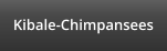 Kibale-Chimpansees