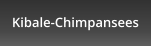 Kibale-Chimpansees